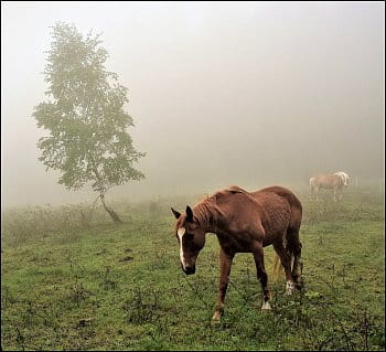Mlhavá pastva
