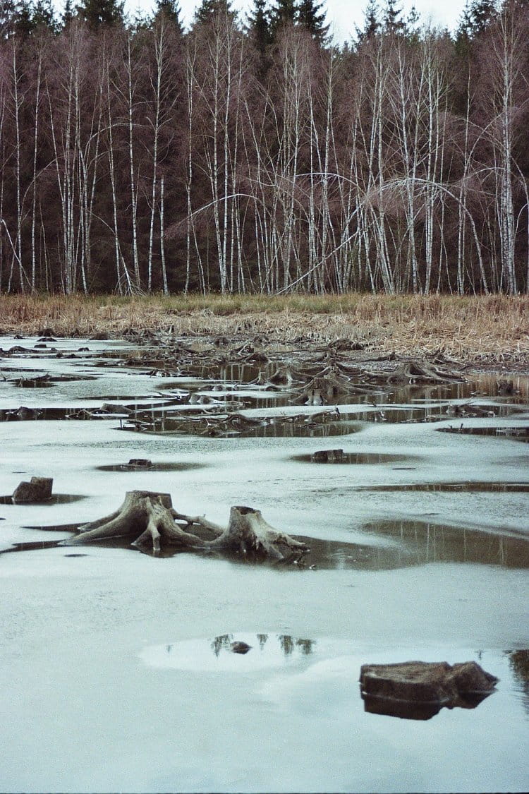 Kořeny