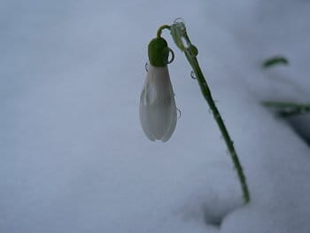 Kvetoucí sněženka