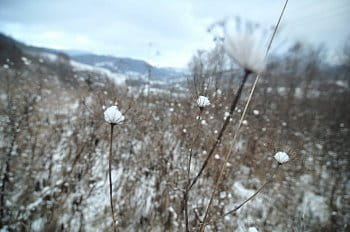 snow muffins