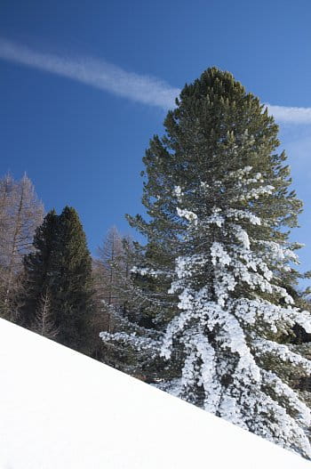 Šumava