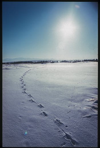 Kroky v snehu
