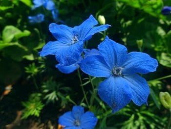 Blue butterfly