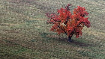 Skalická oskeruše