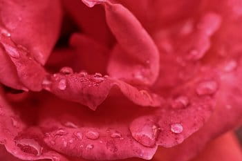 Rosa na růži