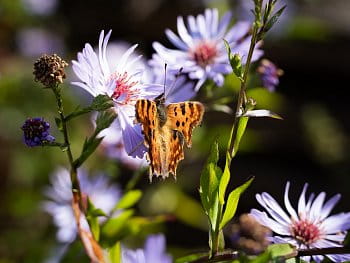 Polygonia c-album