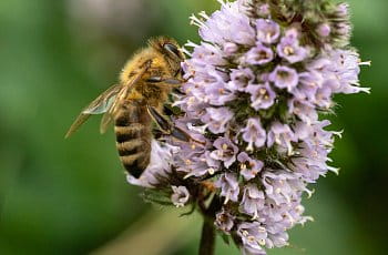Včela na mátě peprné