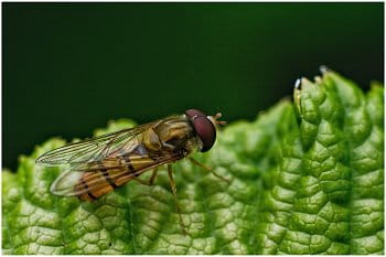 Pestřenka