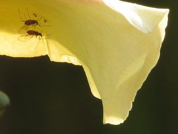 rodinné foto z alba mšic