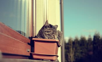 Kočka okenní