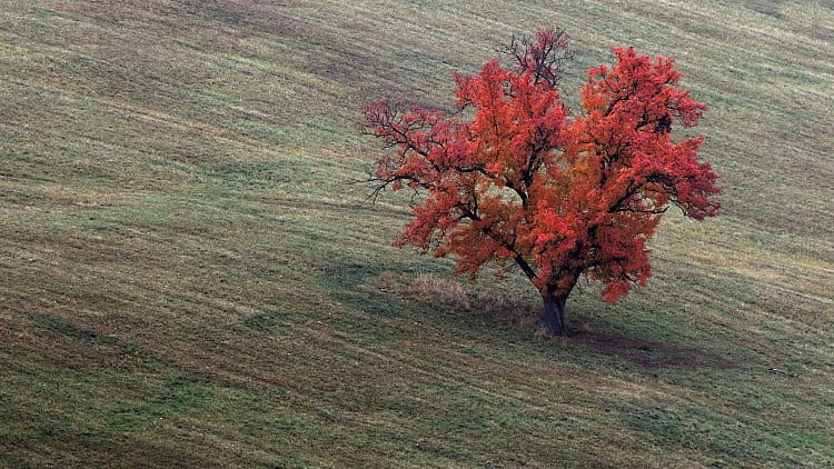 Skalická oskeruše