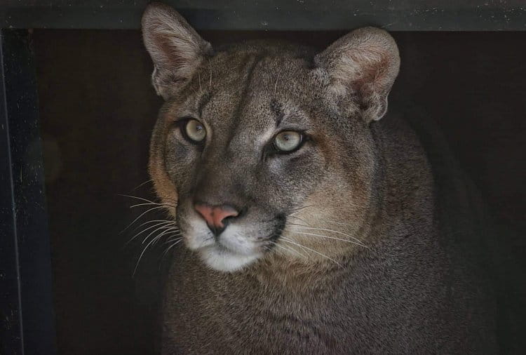 americká puma Frenk