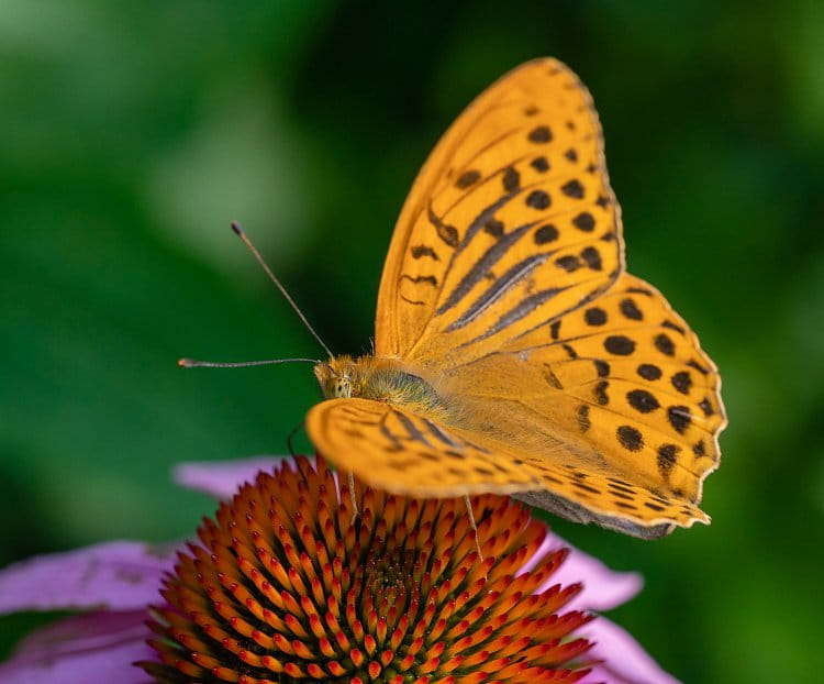 Motýl a echinacea