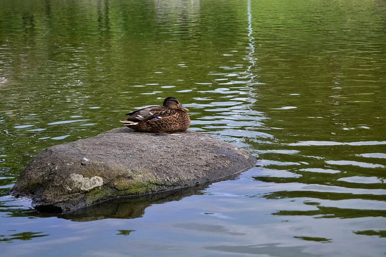 Relaxace na vodě