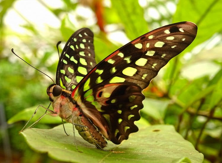 Graphium agamemnon