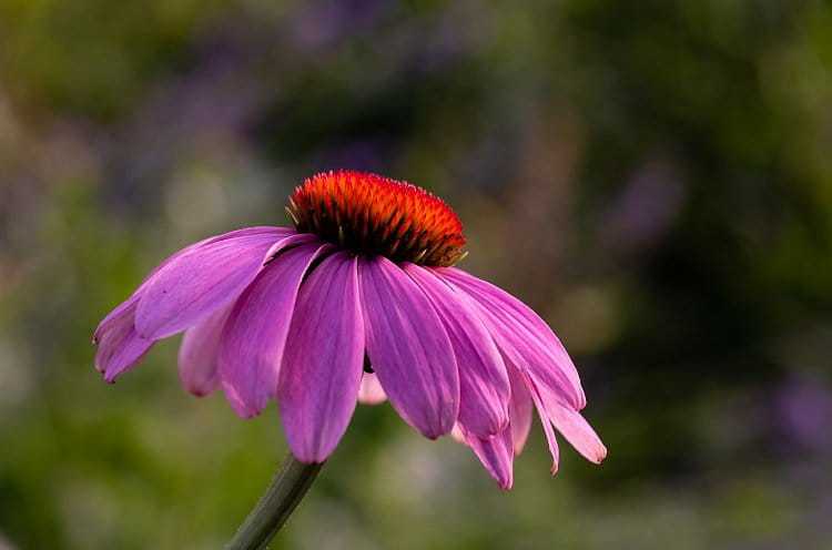 Echinacea