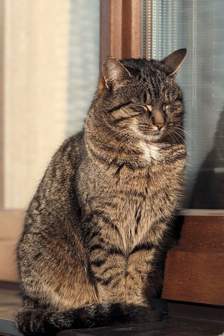Felis Fenestra - kočka okenní