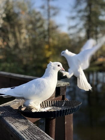 Bílé holubičky