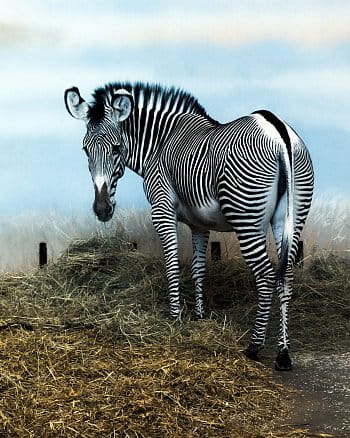 Zebra v zoo