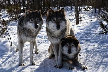 Mezi vlky