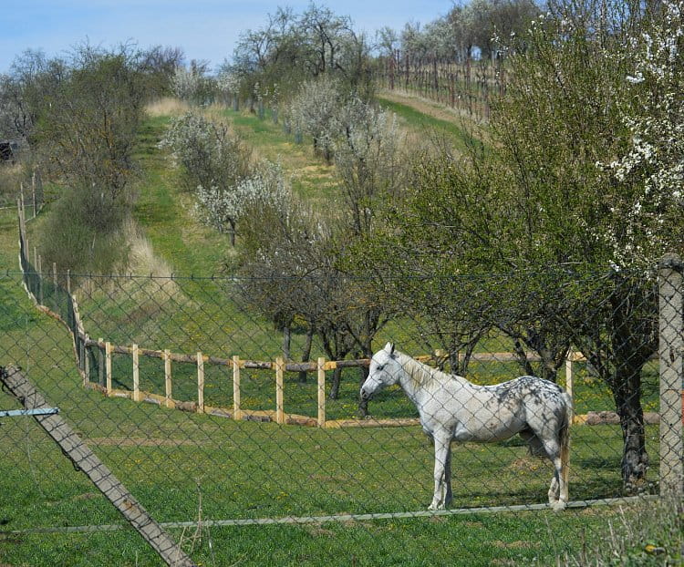 u nás na Moravě