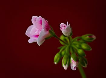 Geranium