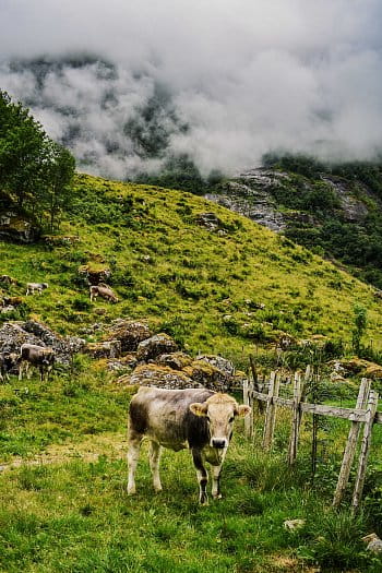 Kráva a kopce schované v mlze