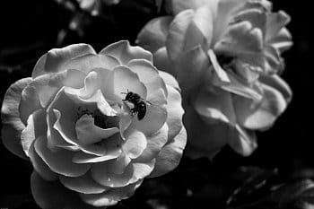Dvě růže, jedna včela