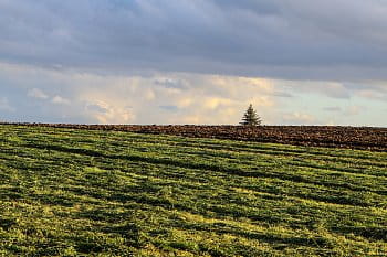 Osamělý strom