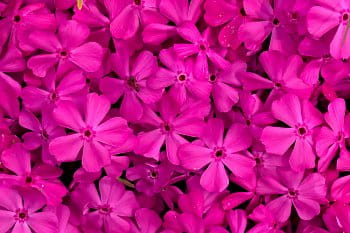 Phlox subulata 'Drummond Pink'