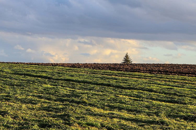 Osamělý strom