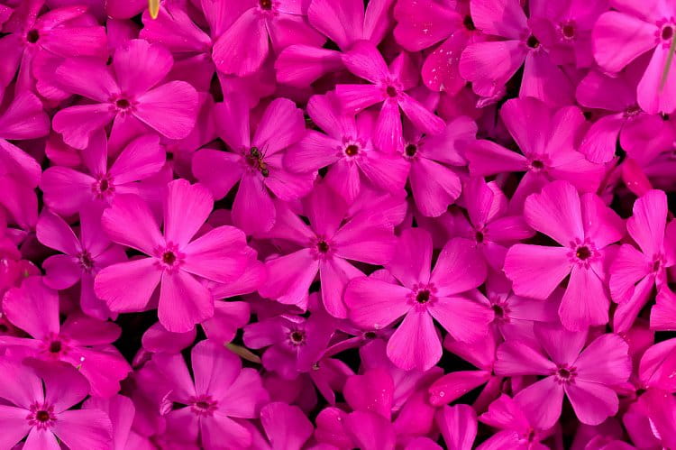 Phlox subulata 'Drummond Pink'