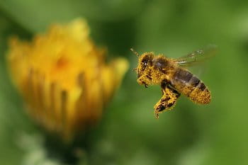 Pilná včelka