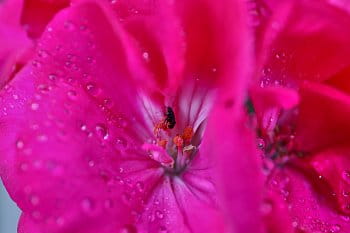 Pelargonia