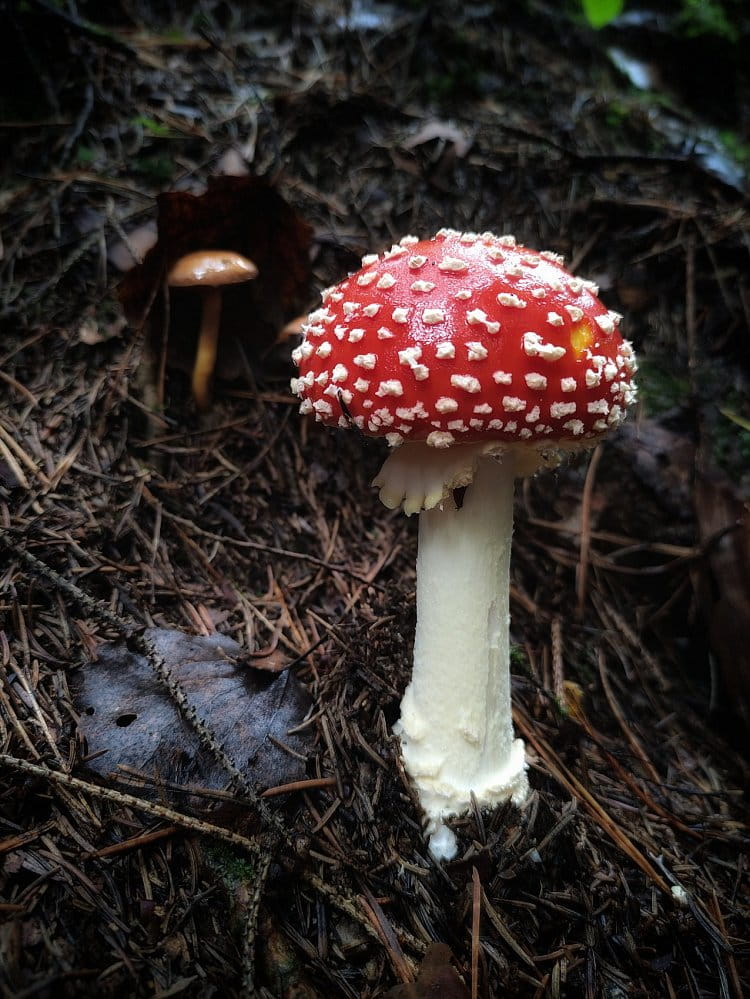 Amanita muscaria