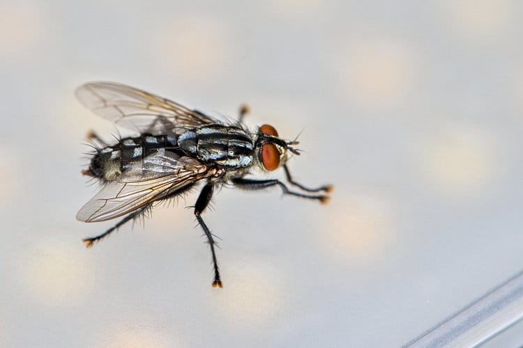 Zvědavá