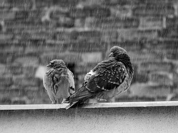 holubi v dešti