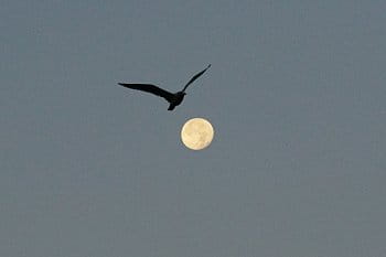 pták a měsíc