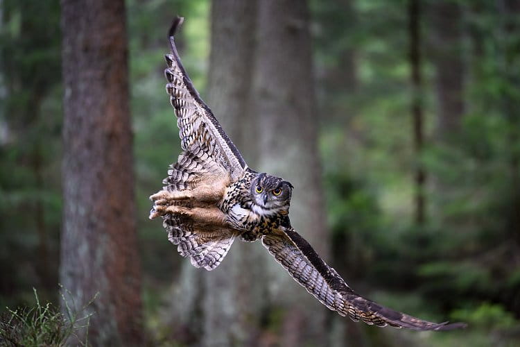 Bubo Bubo v zatáčce