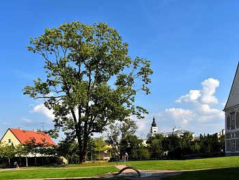 Z klašterní zahrady