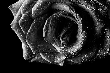 Black Rose