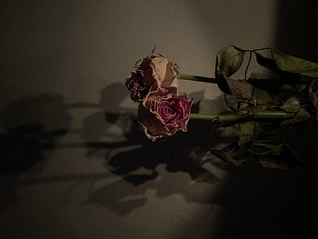 Depresivní růže
