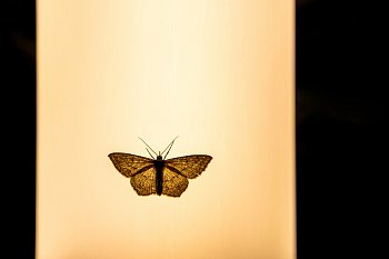 Noční motýl