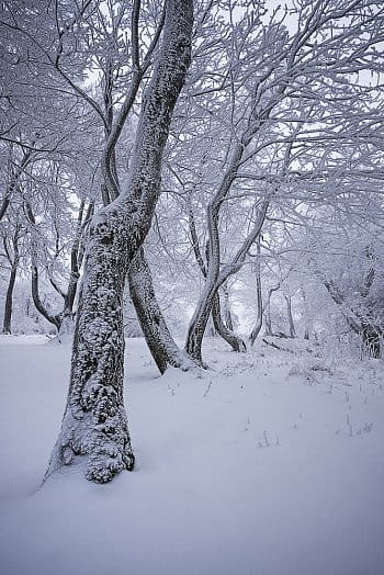 Zamrzlý les