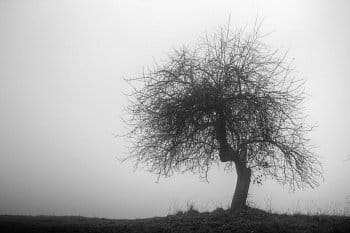 Strom v mlze