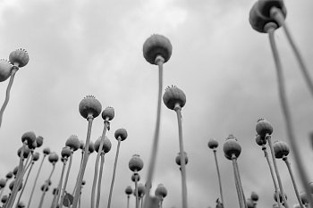 Makové pole