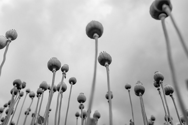 Makové pole