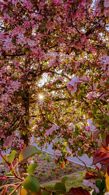 Rozsvícená sakura