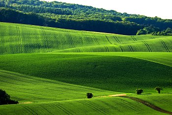 Koberce