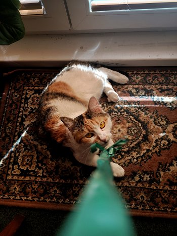 Feline Focus